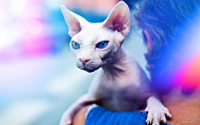 Sphynx: $900-$9,800